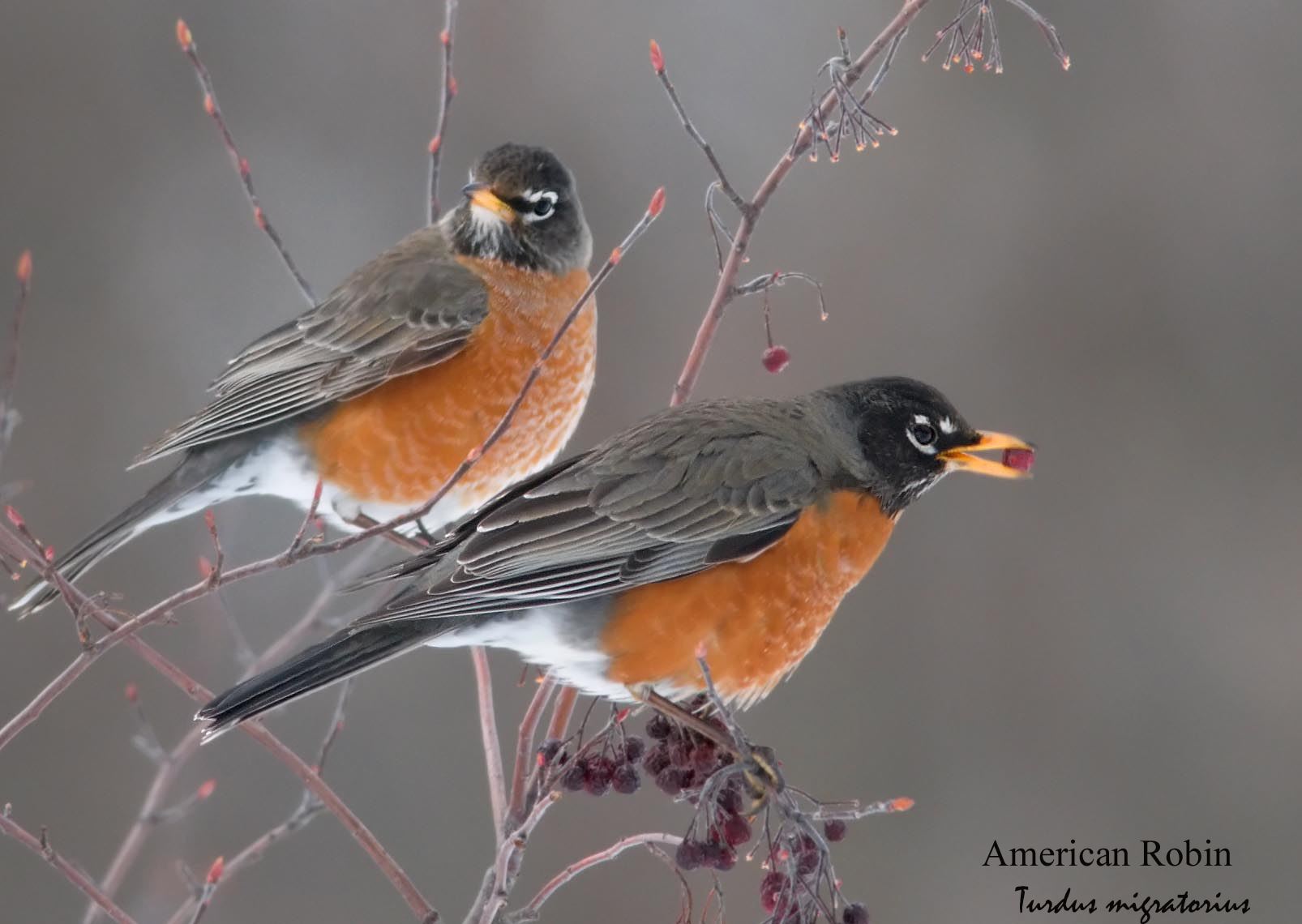 American Robin